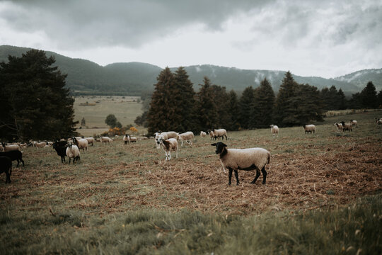 Troupeau de moutons dans les p&acirc;turages