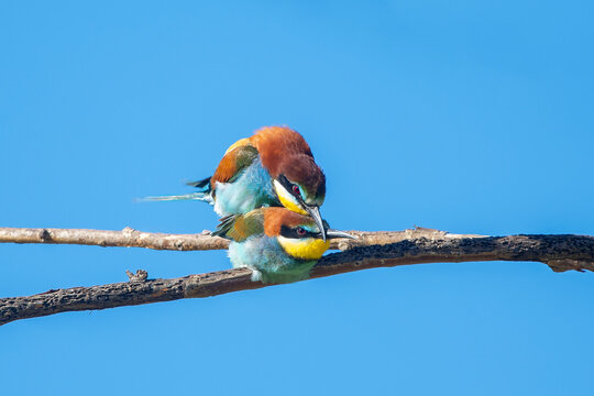 Arıkuşu &raquo; European Bee-eater &raquo; Merops apiaster