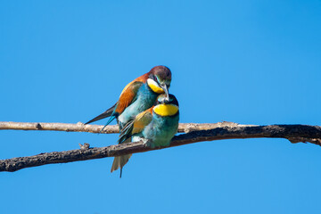 Fototapeta premium Arıkuşu » European Bee-eater » Merops apiaster