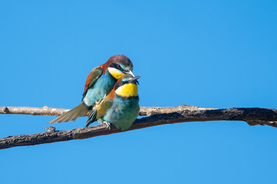 Arıkuşu &raquo; European Bee-eater &raquo; Merops apiaster