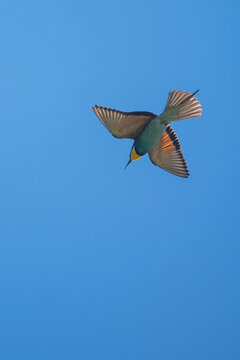 Arıkuşu &raquo; European Bee-eater &raquo; Merops apiaster