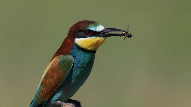 bee-eater is perching on a branch with a bee in its beak