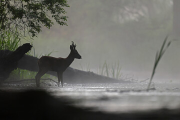 Sarna europejska (Capreolus capreolus) roe deer © Bartosz Rakoczy