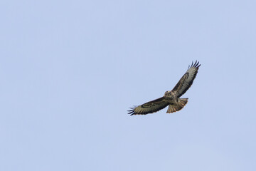 Fototapeta premium Common Buzzard Against a Blue Sky