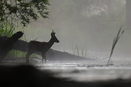 Sarna europejska (Capreolus capreolus) roe deer