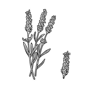 Lavender flower. Hand draw engraving black vintage illustration. Isolated on white background.