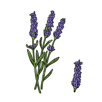Lavender flower. Hand drawn engraving color vintage illustration. Isolated on white background.