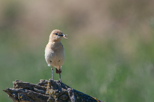Boz kuyrukkakan &raquo; Isabelline Wheatear &raquo; Oenanthe isabellina
