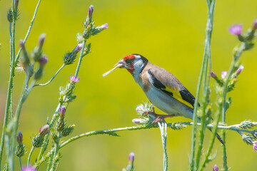 Fototapeta premium Saka » European Goldfinch » Carduelis carduelis 