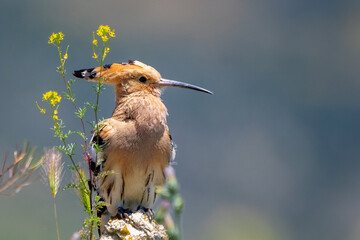 İbibik » Eurasian Hoopoe » Upupa epops © Yasin