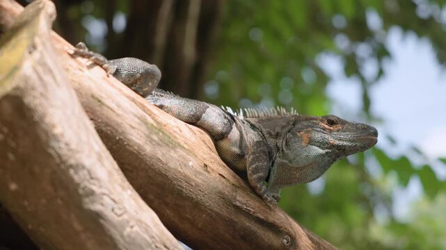 Black spiny-tailed iguana basking on weathered tree branch with green foliage in background. Reptile displays distinctive scales and dorsal spines in natural tropical habitat setting.