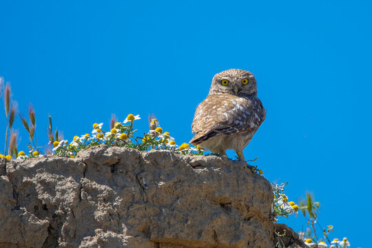  Kukumav &raquo; Athene noctua &raquo; Little Owl