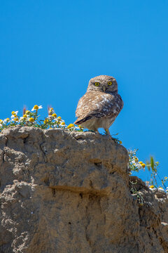  Kukumav &raquo; Athene noctua &raquo; Little Owl