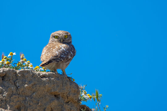  Kukumav &raquo; Athene noctua &raquo; Little Owl