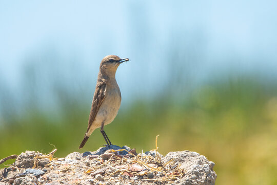 Boz kuyrukkakan &raquo; Isabelline Wheatear &raquo; Oenanthe isabellina
