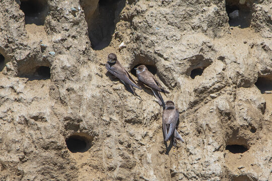 Kaya kırlangıcı &raquo; Eurasian Crag Martin &raquo; Ptyonoprogne rupestris
