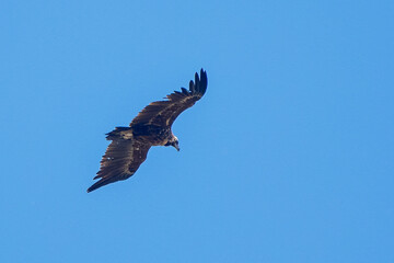 Fototapeta premium eagle in flight