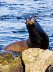 Fototapeta premium California Sea Lion Resting on Rocks at Water's Edge