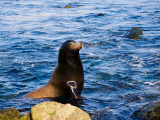 Fototapeta premium Sea Lion Resting on Rocky Shoreline in Ocean Surf