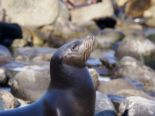 Fototapeta premium California Sea Lion Close-Up Portrait on Rocky Shore