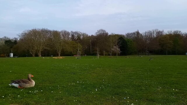 Injured greylag goose limping on green grass field with trees in the background. Rheinaue Park, Bonn
