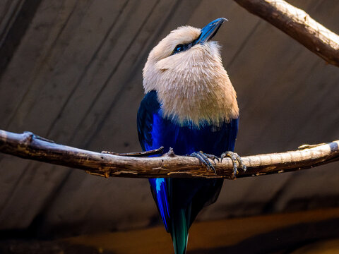 Blue-bellied Roller Bird Perched on Branch