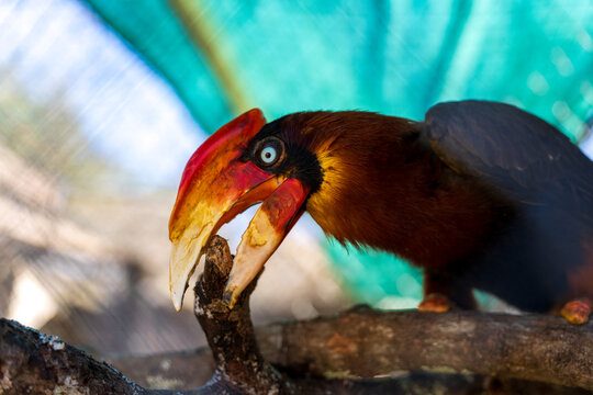 Rufous-headed Hornbill Perched on Branch Gripping Wood with Beak
