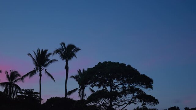 Dark silhouettes of palm trees and tropical foliage stand against a stunning twilight sky with pink and blue gradient colors. A bird flies across the peaceful evening scene.