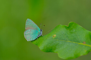 Fototapeta premium Lycaenidae / Zümrüt / Green Hairstreak / Callophrys rubi