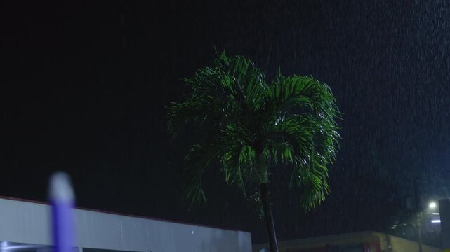 Heavy rain pours down on a vibrant green palm tree during a dark tropical night. Raindrops create visible streaks against the black sky while urban buildings and street lights glow in the background.