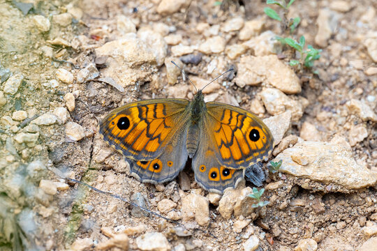 
Satyridae / K&uuml;&ccedil;&uuml;k Esmerboncuk / Wall Brown / Lasiommata megera	
