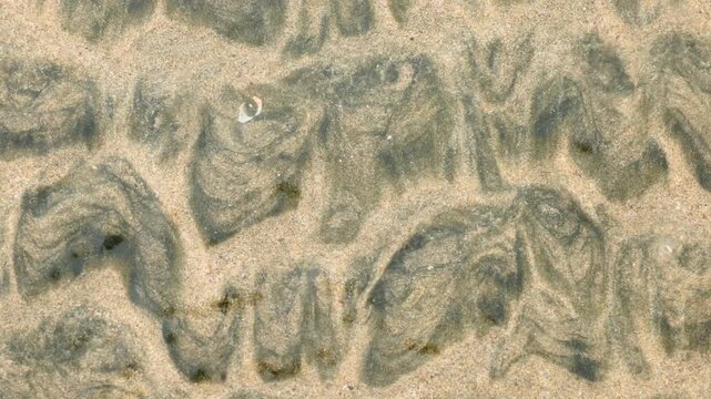 Close-up view of shallow coastal water revealing dark organic algae patterns swirling across sandy beach floor, with a small seashell visible among natural abstract formations in calm tidal.