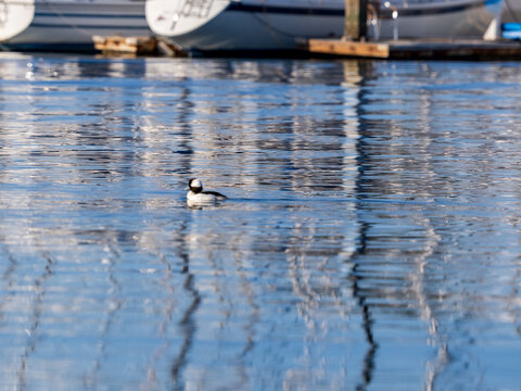 Bufflehead Duck Swimming in a Marina Harbor in Winter