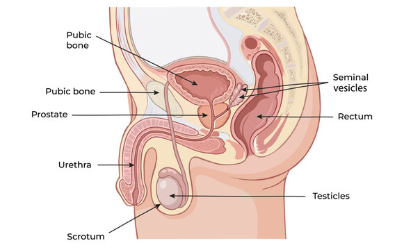 Detailed Male Reproductive System Anatomy Cross Section Medical Illustration with Labeled Organs