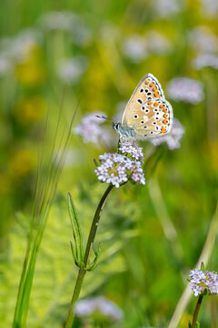 Lycaenidae / &Ccedil;okg&ouml;zl&uuml; Mavi / Common Blue / Polyommatus icarus