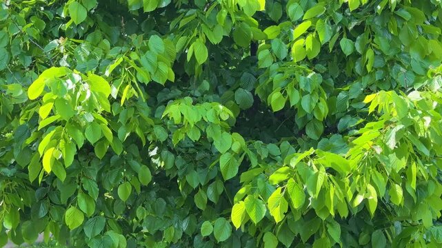 Detailed botanical view of linden foliage with fresh green leaves and dense canopy, natural summer background of deciduous tree