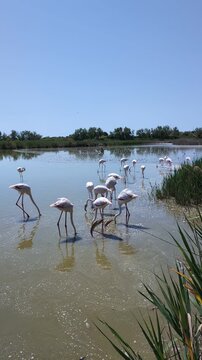 Flamingos in the camarques in south France