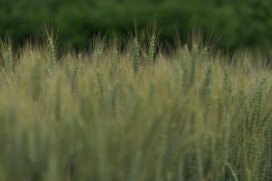 Closeup of a grain field