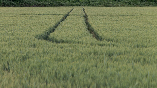 A trails in the corn field 