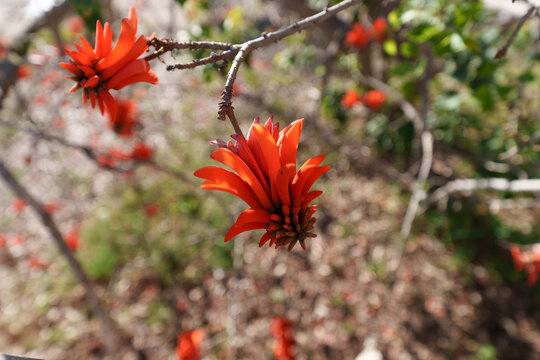 Red Erythrina Coral Tree Flowers on Bare Branch