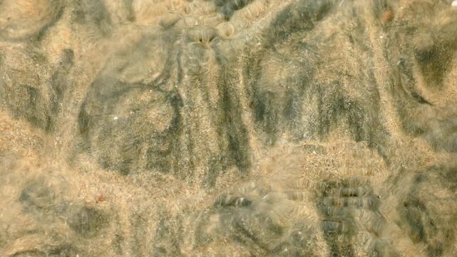 Sand with interesting pattern on shore in shallow water creates natural abstract formations. Dark algae growth contrasts with golden sand grains as gentle ripples move across textured seabed surface.