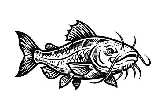 Black and white detailed illustration of a catfish with whiskers, aquatic creature, river dweller, realistic style.