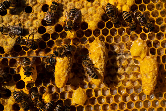 Beginning of a new life. The larva of the future queen bee develops in the wax queen cell.