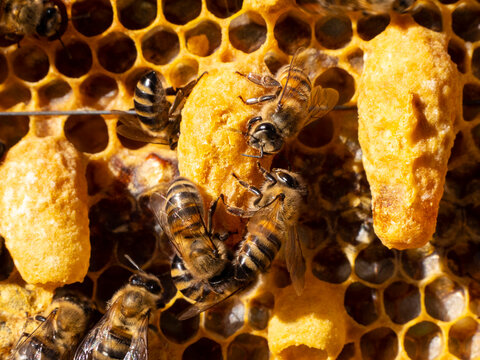 Beginning of a new life. The larva of the future queen bee develops in the wax queen cell.