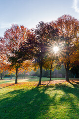 Obraz premium Sunlight shines through the trees in autumn morning.