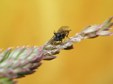Una hormiga alada (princesa o macho en vuelo nupcial) camina sobre una inflorescencia de gram&iacute;nea. Presenta un cuerpo negro brillante, antenas acodadas y alas membranosas transparentes.