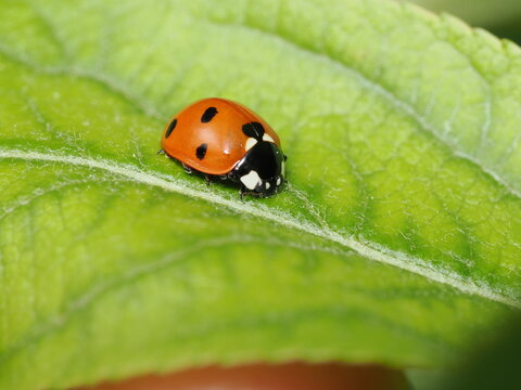 Una mariquita de siete puntos (Coccinella septempunctata) sobre una hoja verde. Su cuerpo semiesf&eacute;rico destaca por sus &eacute;litros rojos brillantes con puntos negros y un pronoto negro con manchas blancas