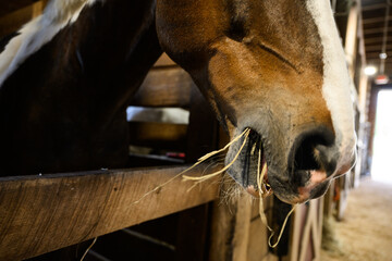 horse close up eating hay straw © Schaefer Photography