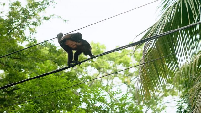 Howler monkey mother with baby clinging to her back carefully balances on electrical wires against lush green tropical foliage. Palm fronds and dense canopy frame the wildlife scene.