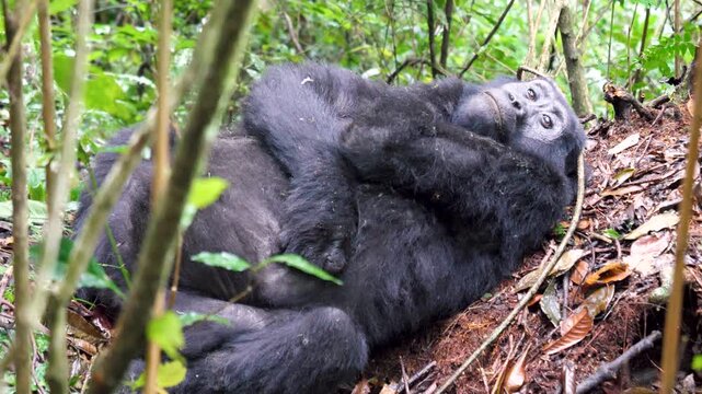 Calm mountain gorilla resting on back on forest floor, looking thoughtfully at the camera in its natural jungle habitat in the virunga mountains of rwanda